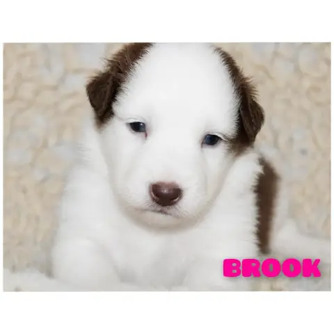Berger Australien  Brook White Snow Sheperds