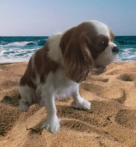 Cavalier King Charles Spaniel  Billy Du Rougaillou photo 3