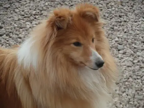 Shetland Sheepdog  Chiot N°1 photo 3