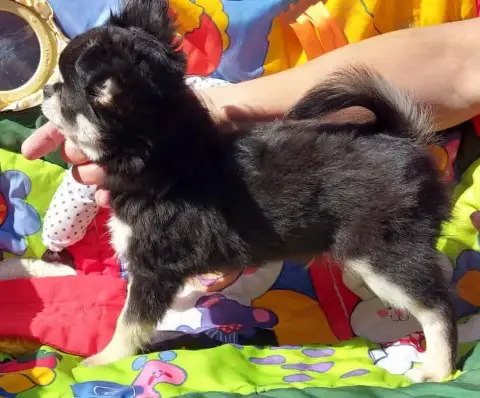 Chihuahua  Bellino Angello Du Doux Mystère