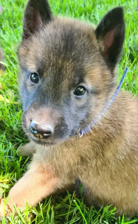 Berger Belge  Chiot 9 Du Domaine Du Pont De Loye
