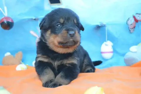 Rottweiler  Collier Vert Clair Des Gardiens De Feu