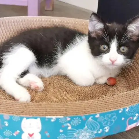 Chat Pandora À L Adoption