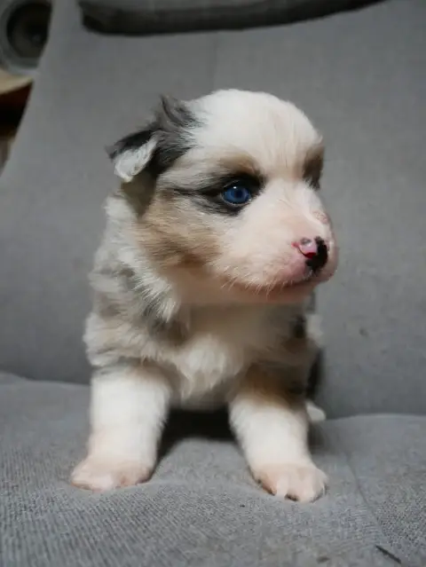 Berger Américain Miniature  Femelle Bleue Merle
