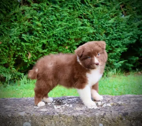 Berger Australien  Chiot N°5 Red Rock River photo 3