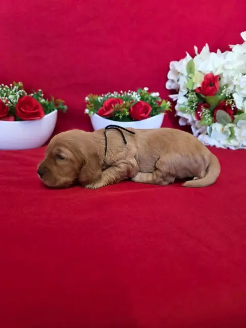 Cocker Spaniel Anglais  B........... Du Domaine De St 35ecd photo 3