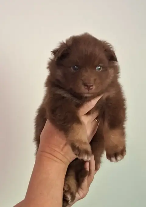 Chien Finnois De Laponie  Miss Verte Panache Finnois a6f71