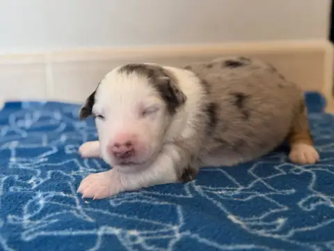 Berger Australien  Chiot 10 Au Royaume Des Jolies Per c95c5