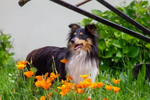 Shetland Sheepdog  Chiot 3 Des Loups De L'Isengard photo 3