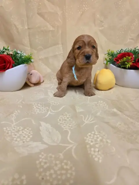 Cocker Spaniel Anglais 
                        B.... 45c2a