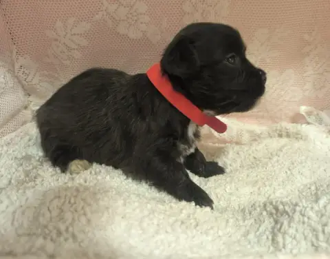 Bichon Havanais  Collier Rouge Von Bereich Sandalvi 3a040