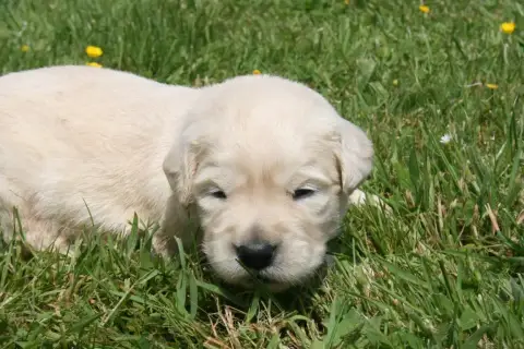 Golden Retriever  Femelle 1 Des Jardins De Vesco