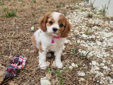 Cavalier King Charles Spaniel  B... Du Petit Brilloua 0a348