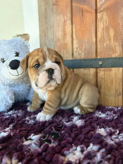 Bulldog Anglais  Bogoss Au Clos D'Autrefois photo 2