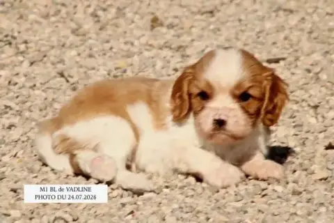 Cavalier King Charles Spaniel 
                       7e8a3