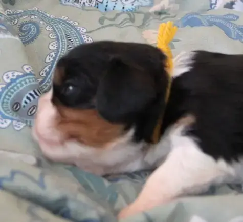 Cavalier King Charles Spaniel  Chiot 4 Du Domaine De  5b3b1 photo 3