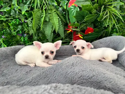 Chihuahua  Magnifique