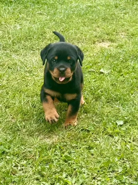 Rottweiler  Bora Imperial Warrior photo 2