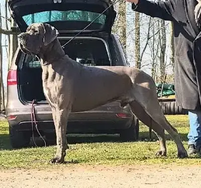 Dogue Allemand  Bacon Des Hobereaux De La Zorn photo 2