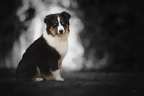 Berger Américain Miniature  Chiot N°2 Du Clan De La C de91d photo 2