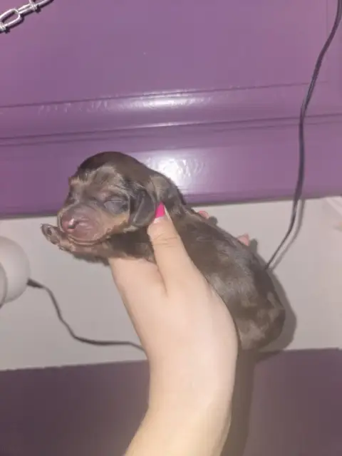 Teckel Poil Long  Chiot N°4 Of Moonlight Blue