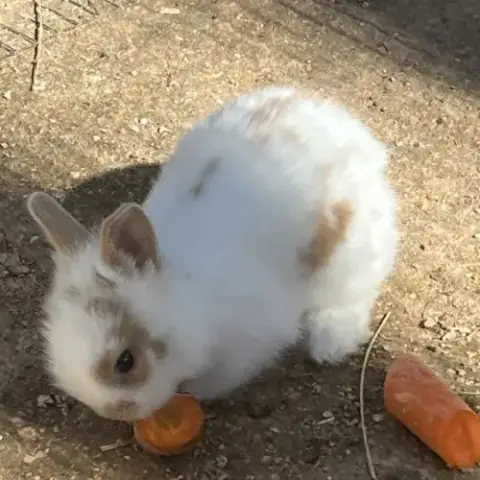 Adorables Bébés Lapins Nains