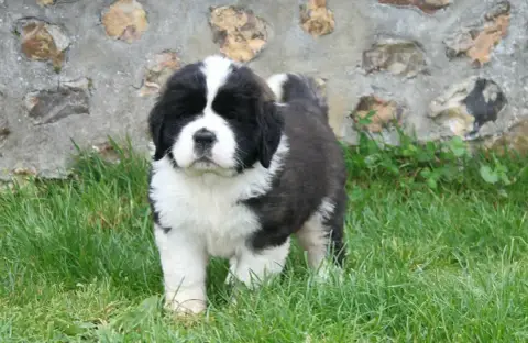 Chien Du Saint-