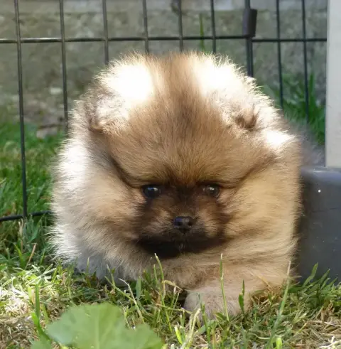 Spitz Allemand  Bea Des Petits Ecureuils photo 2