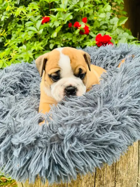 Bulldog Continental  Chiot 1 De La Truffe D’Acier photo 2