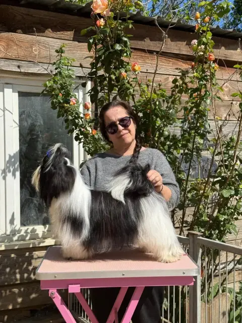 Shih Tzu  Air Force One De Hillsbury photo 3