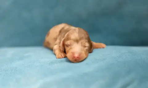 Teckel Poil Long 
                        Chiot 1 She 5126d photo 2