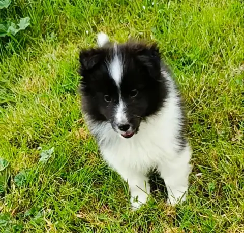 Shetland Sheepdog  Balou Des Jardins De Becky photo 2