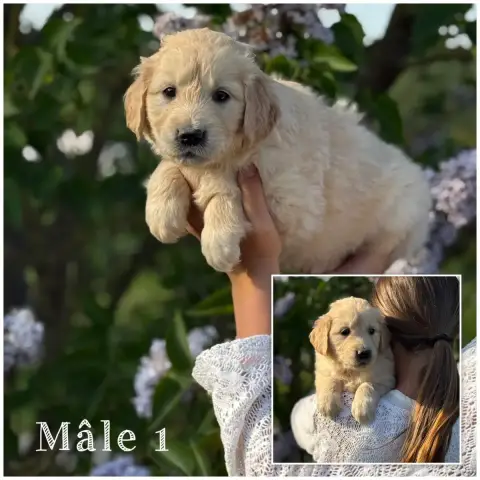 Golden Retriever