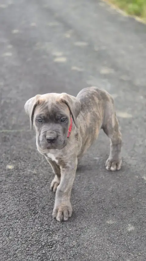 Cane Corso  Bello Imperatore "Balto" Du Désir Austral ba610 photo 3