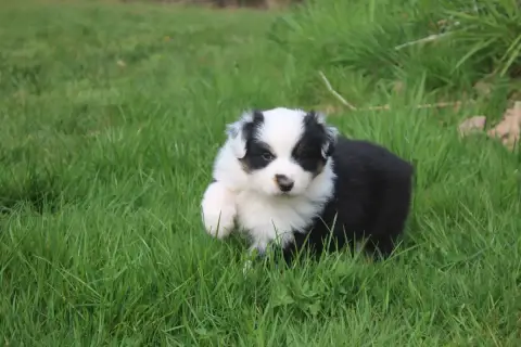 Berger Australien  Chiot N°1 Royal Fluffy