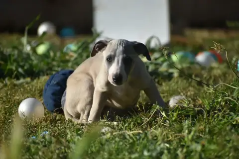 Whippet  Biscuit Meringué Des Milles Folies photo 3