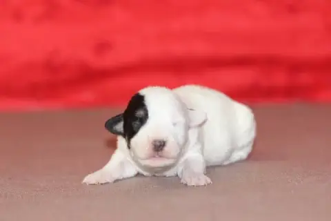 Jack Russell Terrier  Femelle 1 Des Diamants Verts