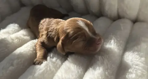 Cavalier King Charles Spaniel  Bounty Di Casa Borgo f8b66