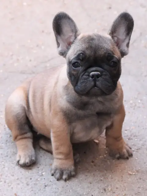 Bouledogue Français