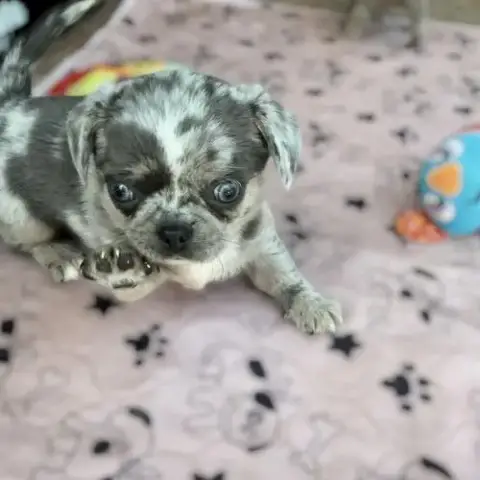 Chihuahua Bleu Merle Exotique