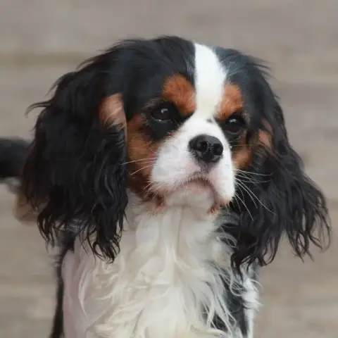 Cavalier King Charles Spaniel  Chiot N°1 photo 3