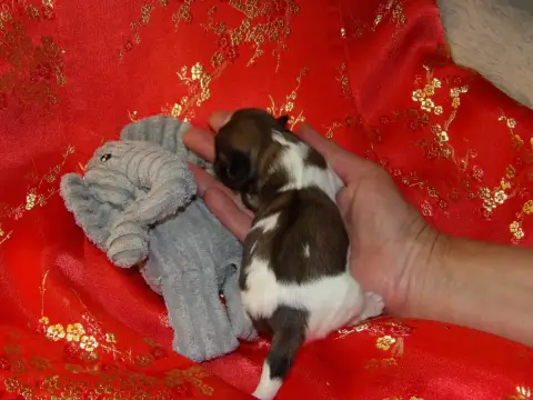 Shih Tzu  Chiot N°4 Du Paradis D'Indiana photo 2