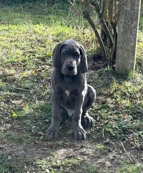 Dogue Allemand  Aldo Du Jardin Royal photo 3