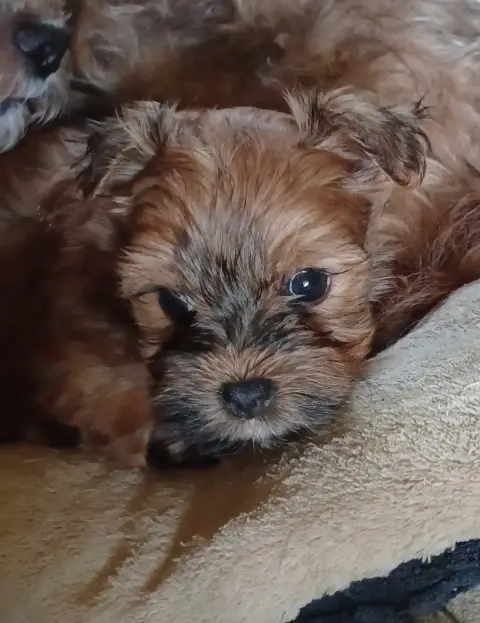 Bichon Havanais  Chiot N°6 Maniri