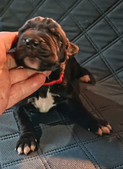 Dogue Allemand  Chiot N°6 Des Terres Du Grazo