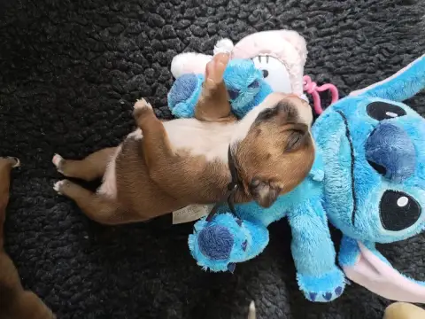 Staffordshire Bull Terrier  Bandida Baila