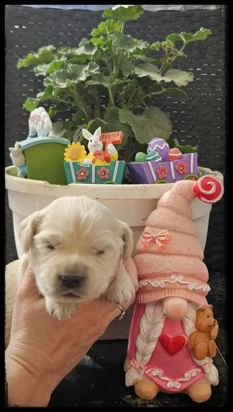 Golden Retriever  Chiot N°5 Du Diamant Des Neiges