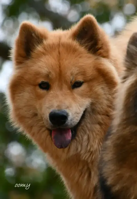 Eurasier  M Bleu Les Constellations Au Clair De Lune 0532a photo 2