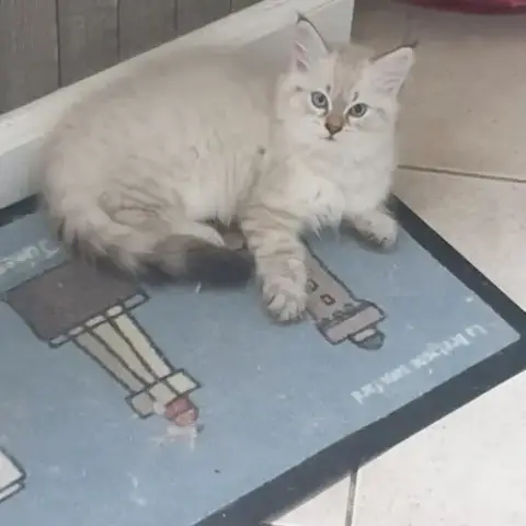 Chaton Sibérien À Réserver