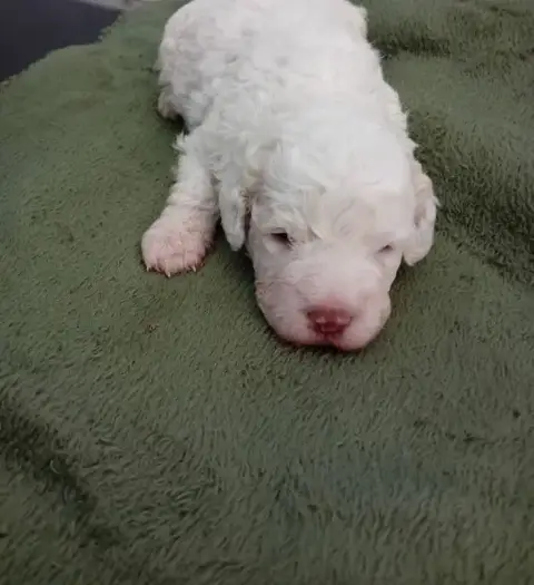 Lagotto Romagnolo  Chiot N°3 De La Colline De Montboy 048eb